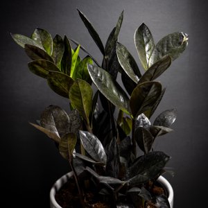 Zamioculcas zamifolia (Zamiokulkas) ´RAVEN´ - kont. C1L, výška 40-50 cm
